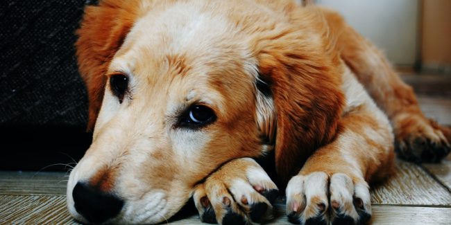 ¿Cómo prevenir el gusano del corazón en perros y qué esperar a futuro? Parte 3