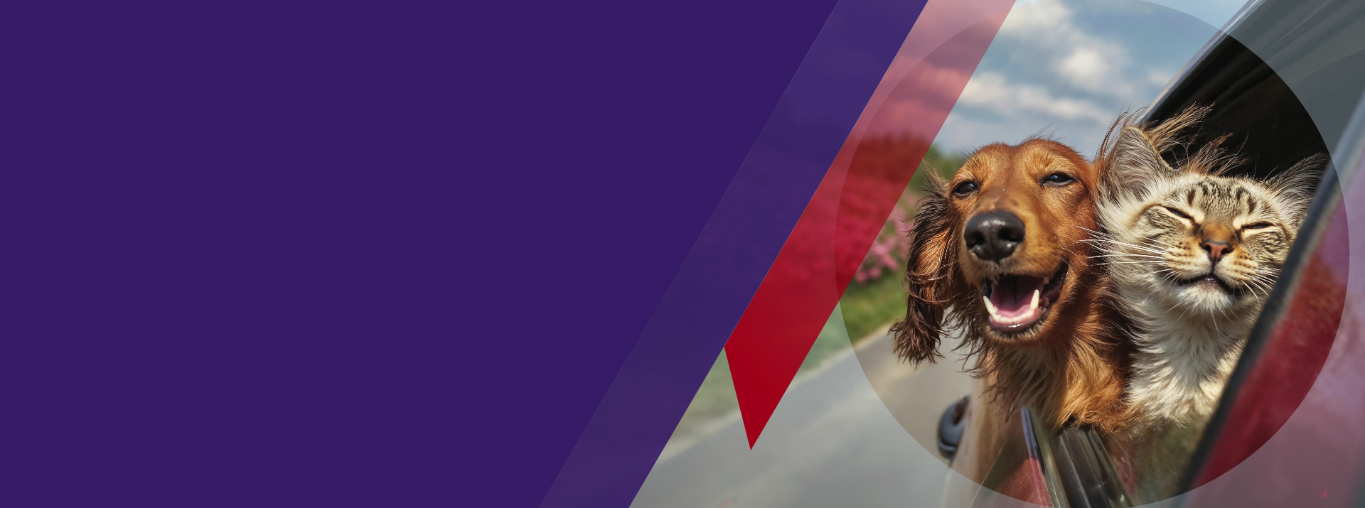 perro y gato en un carro